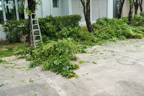 Best Palm Tree Trimming  in Grove, OK